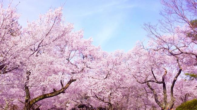 Photos de belles fleurs de cerisier japonais