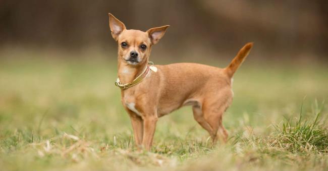 Synthèse du plus beau chien Chihuahua