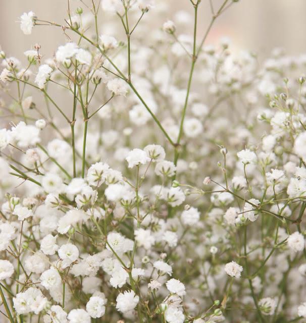 Overzicht van de mooiste foto's van witte babybloemen