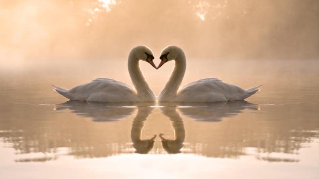 Collection of beautiful swan images