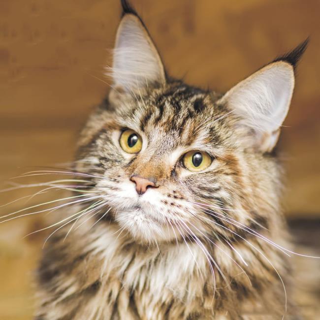 Collection d'images du plus beau chat Manie Coon