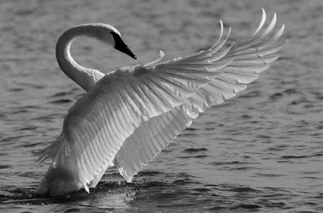 Coleção de belas imagens de cisne