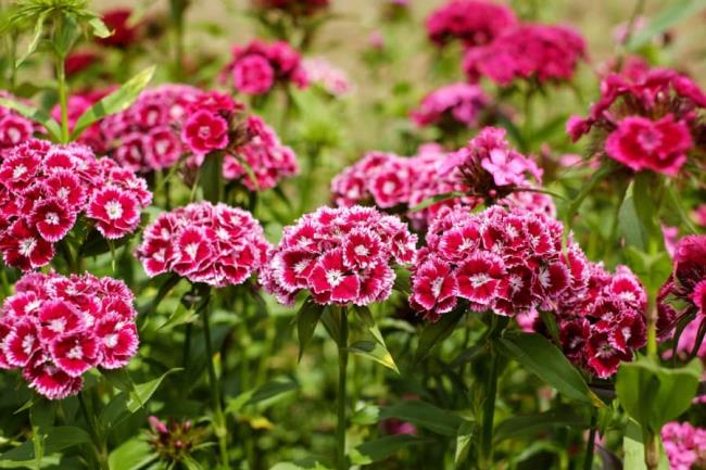 Beautiful double carnation pictures