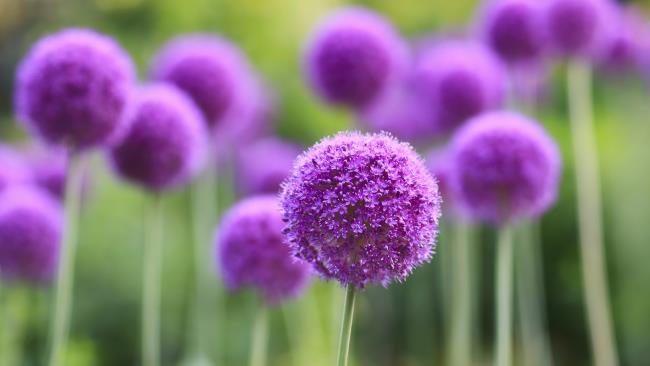 Collection of the most beautiful purple flowers