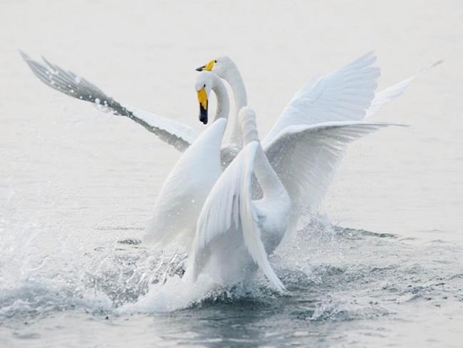 美しい白鳥の画像集