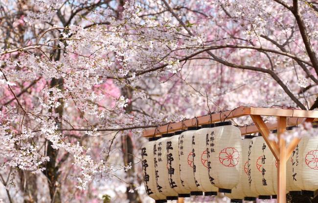 美麗的日本櫻花的圖片