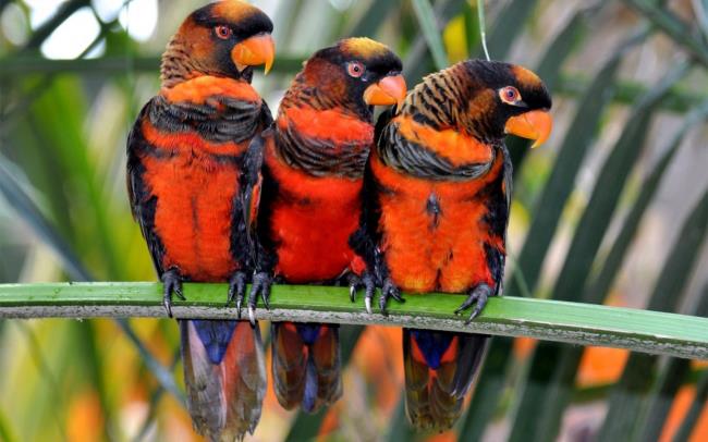 Summary of the most beautiful birds