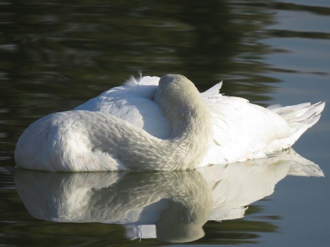 Collection de belles images de cygne