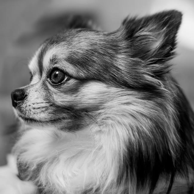 Sintesis anjing Chihuahua yang paling indah