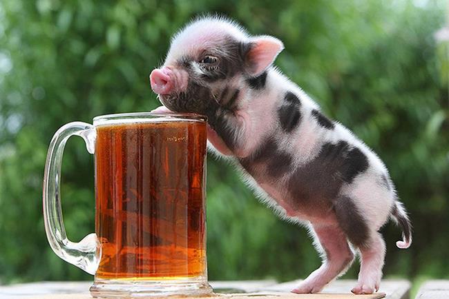 Koleksi gambar babi paling indah