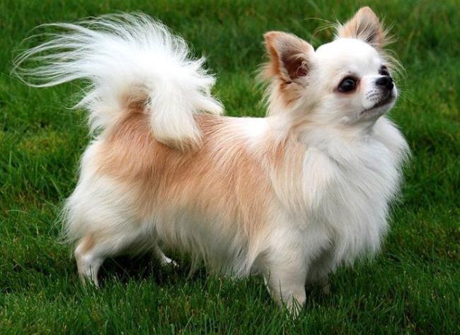 Synteza najpiękniejszego psa Chihuahua
