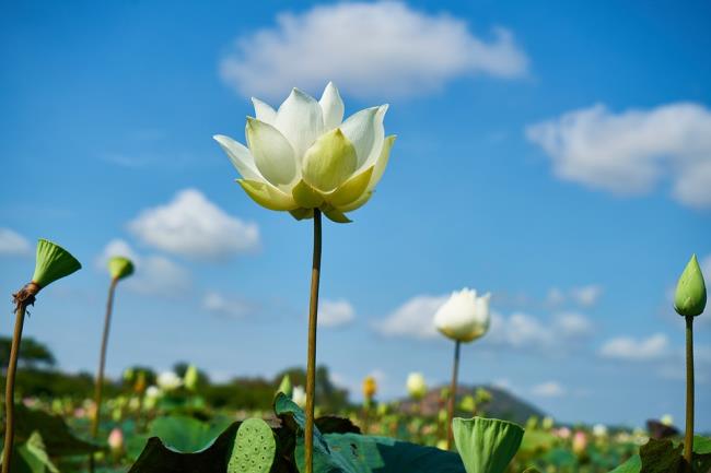Summary of the most beautiful white lotus images
