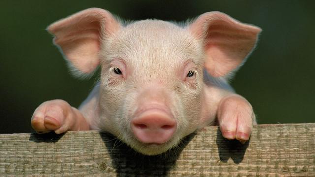 Koleksi gambar babi paling indah