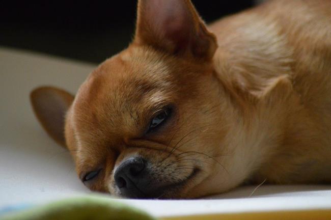 Synthese des schönsten Chihuahua-Hundes
