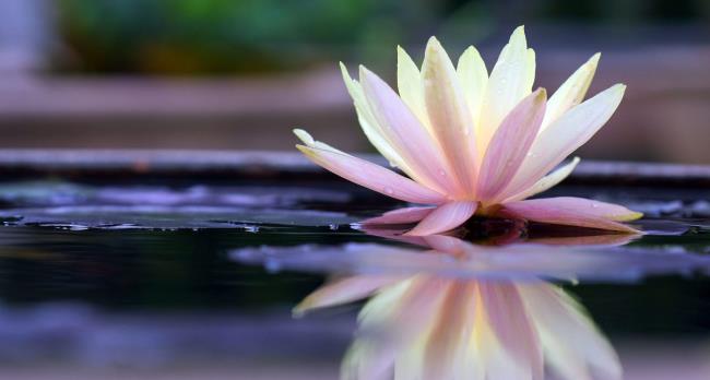 Zusammenfassung der schönsten weißen Lotusbilder