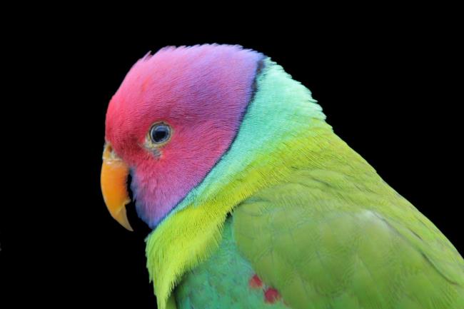Resumo dos pássaros mais bonitos