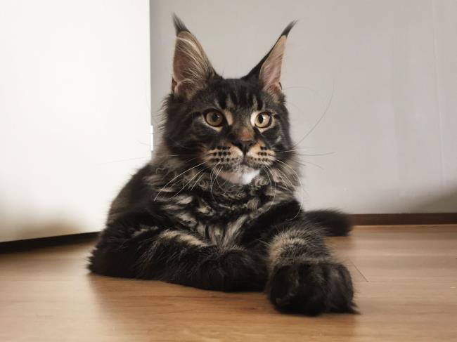 Collection d'images du plus beau chat Manie Coon