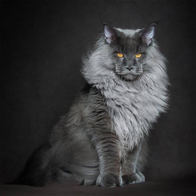 가장 아름다운 마니 쿤 고양이의 이미지 모음