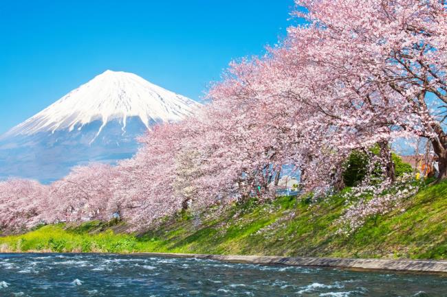 Imagini cu flori frumoase de cireș japonez