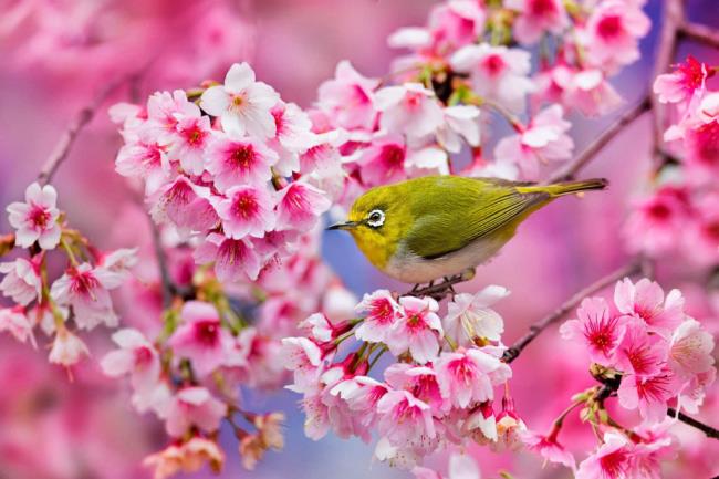 Fotos de hermosas flores de cerezo japonesas