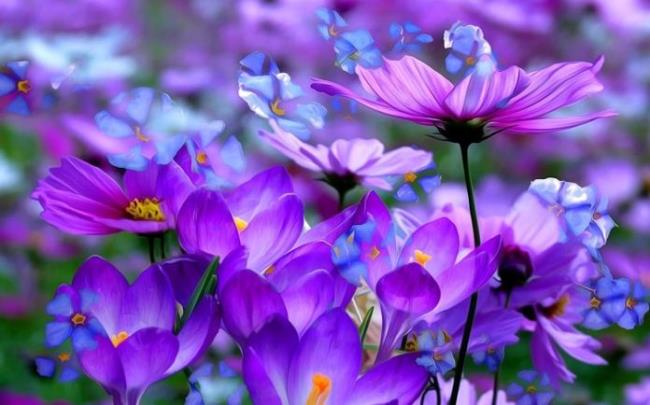 Collection des plus belles fleurs violettes