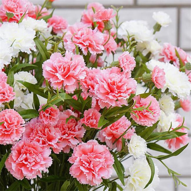 Beautiful single carnation pictures