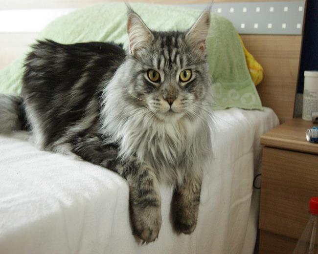 Collection of images of the most beautiful Manie Coon cat