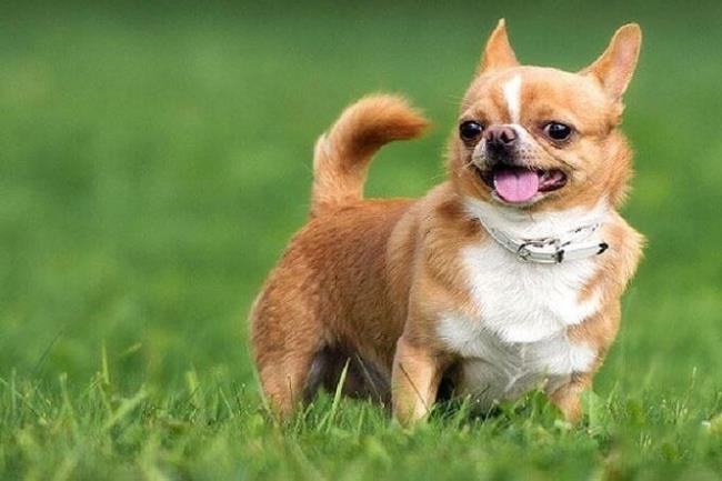 Síntese do mais lindo cachorro Chihuahua