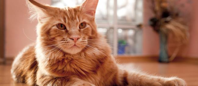 Zbiór zdjęć najpiękniejszego kota Manie Coon