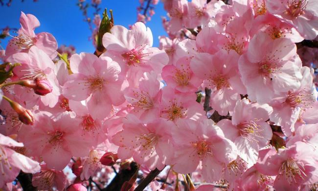 सुंदर जापानी चेरी फूल के चित्र