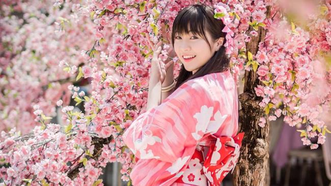 美しい日本の桜の写真