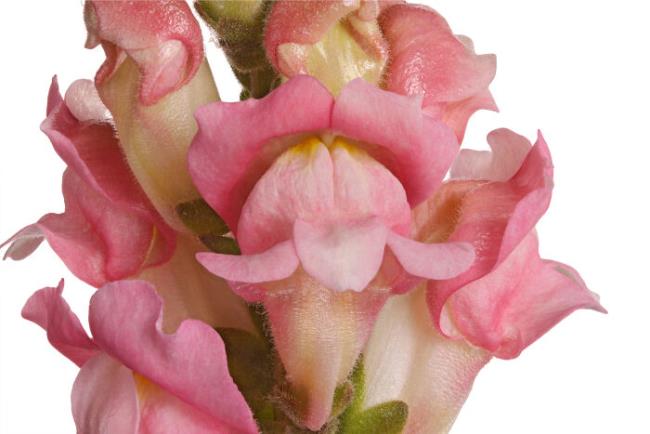 ترکیب تصاویر از زیباترین گل سگ خروس
