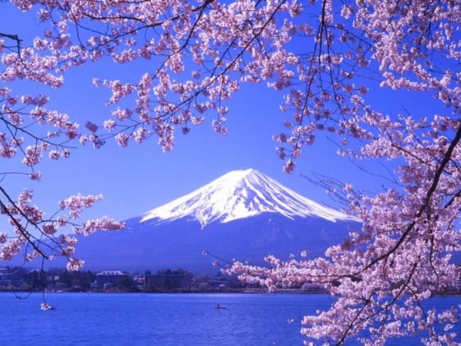 Foto's van prachtige Japanse kersenbloesems