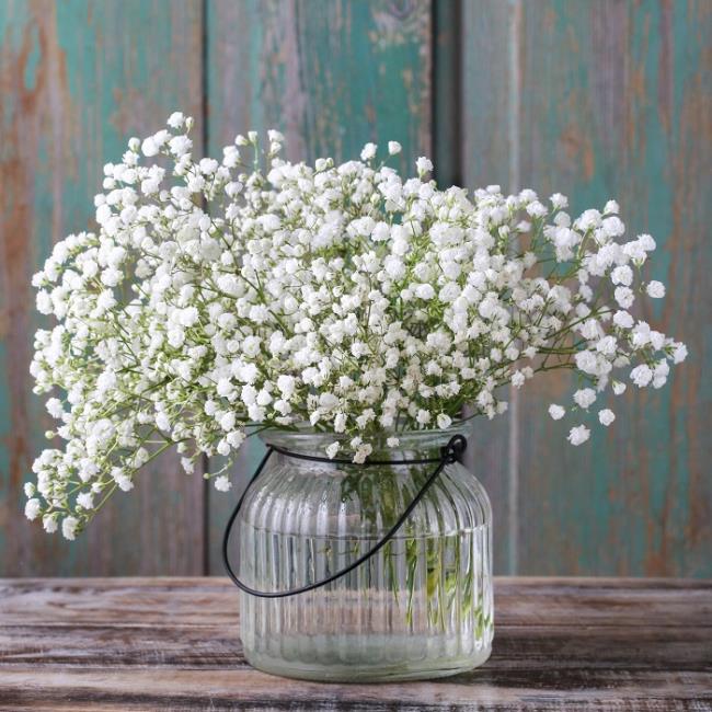 Résumé des plus belles photos de petites fleurs blanches