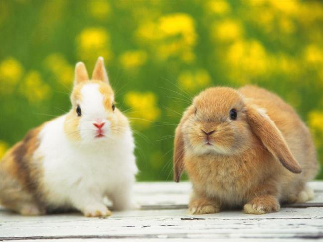 Прекрасные картинки кролика как красивые обои