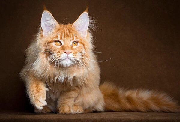 Koleksi kucing Manie Coon - kucing Amerika berambut panjang yang 