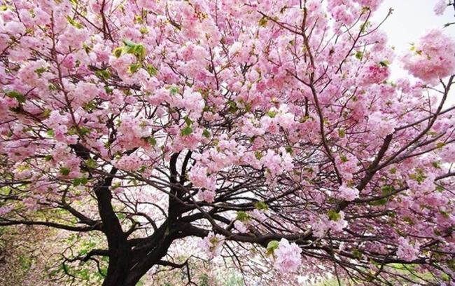 Imagens de lindas flores de cerejeira no Vietnã