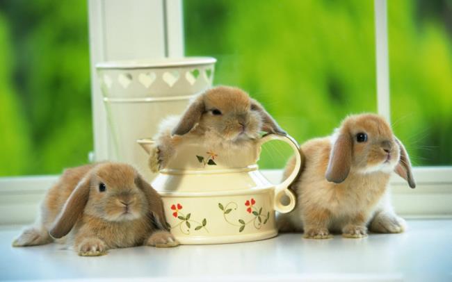 Gambar kelinci yang indah sebagai wallpaper yang indah