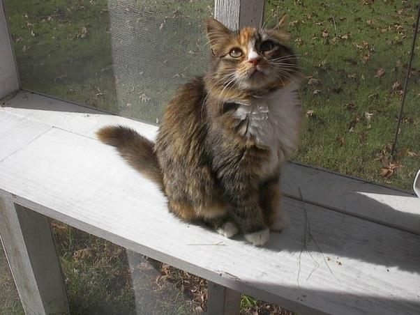 Colecție de imagini cu cea mai frumoasă pisică Manie Coon