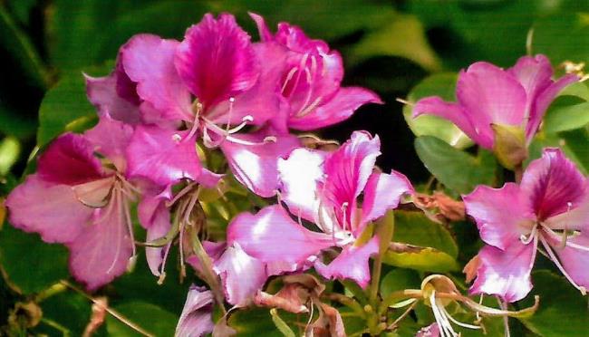 सबसे खूबसूरत काउहाइड फूलों का सारांश
