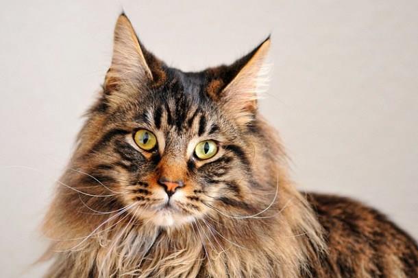 Collection of images of the most beautiful Manie Coon cat