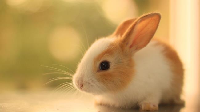 Gambar kelinci yang indah sebagai kertas dinding yang indah