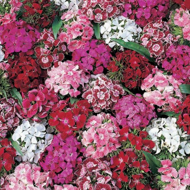 Beautiful beam carnation pictures