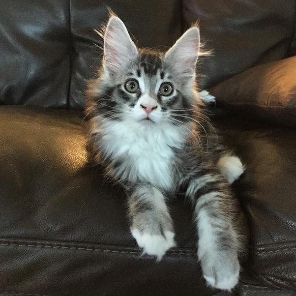 Коллекция изображений самой красивой кошки Мани Кун