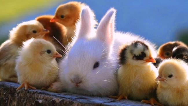 Belle immagini di coniglietti come bellissimi sfondi