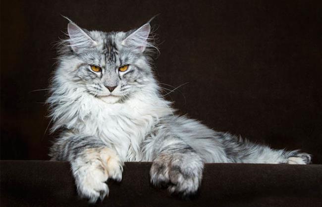 Zbiór zdjęć najpiękniejszego kota Manie Coon