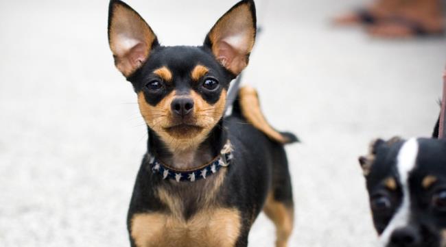 Synthesis of the most beautiful Chihuahua dog