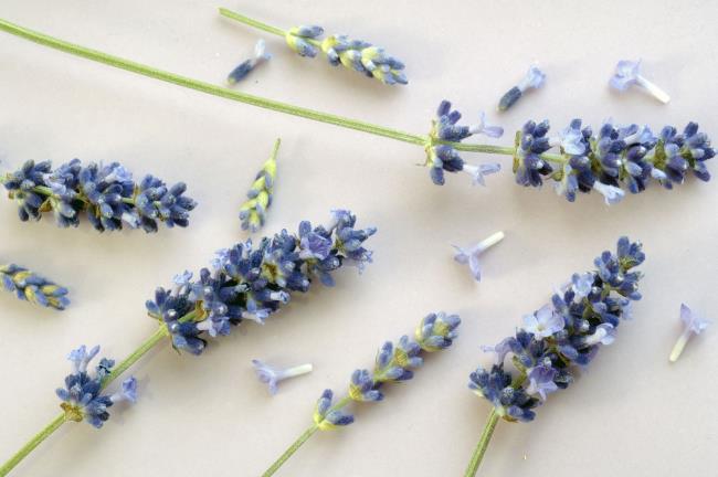 Afbeeldingen combineren van de mooiste gedroogde lavendel