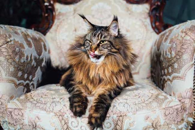 Koleksi gambar kucing Manie Coon yang paling cantik