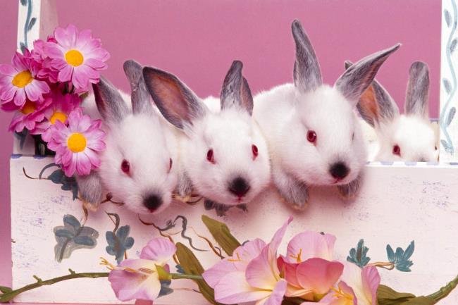 可愛的兔子圖片作為美麗的牆紙